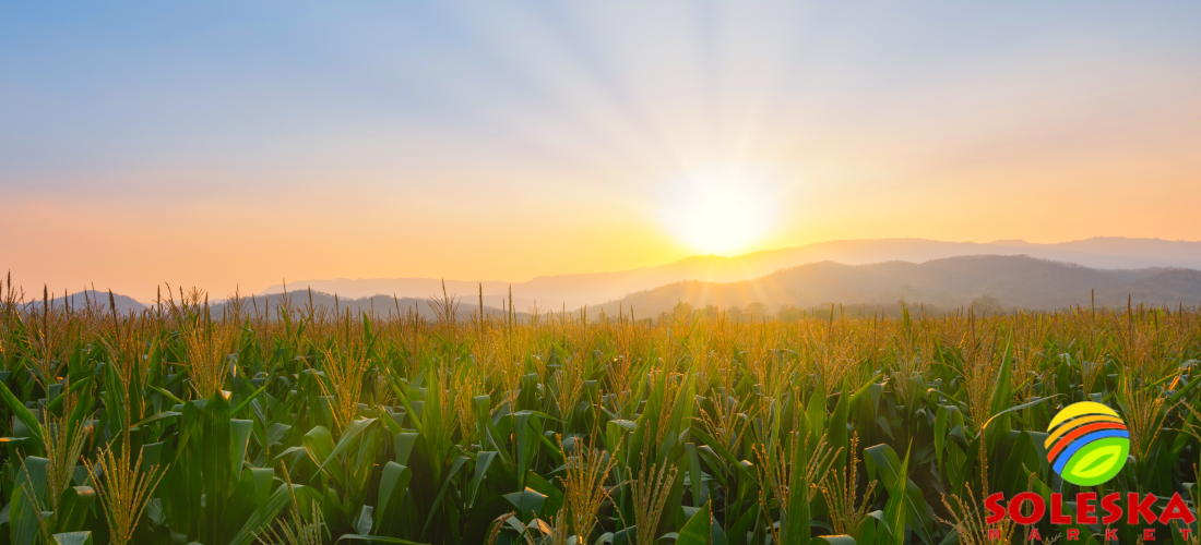 image of sunny field and soleska market logo